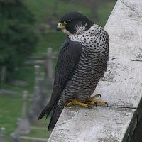 FaB Peregrines(@FaBPeregrines) 's Twitter Profile Photo