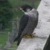 FaB Peregrines (@fabperegrines) Twitter profile photo FaB Peregrines (@fabperegrines) Twitter profile photo