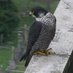 FaB Peregrines (@FaBPeregrines) Twitter profile photo