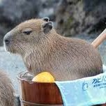 黄昏の流離人 (@9d0poaypjwt7pnb) 's Twitter Profile