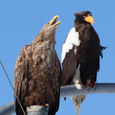 現在北海道の南 三半規管激弱につき裸眼で野鳥観察をしています👁 心の隙間は埋めずにアルコールでリフォームするタイプです