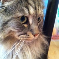 Carol Liebler (@cmliebler) 's Twitter Profile Photo Carol Liebler (@cmliebler) 's Twitter Profile Photo
