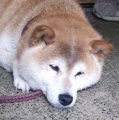 2781Yukinko's profile picture. 自称デザイナー