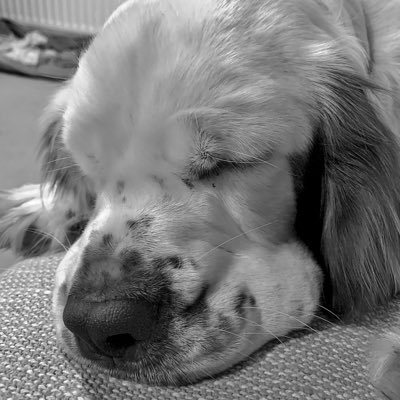 I’m Demelza the Clumber Spaniel, I love to say hello to uprights and sleep..............a lot. I’m also known as The White Wonder.