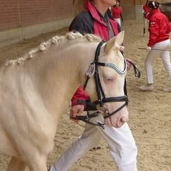 broeskamp's profile picture. EU-Besamungsstation Bröskamp Bornshof - Straßenhaus
Pferdewirtschaftsmeisterin Z + H
Besamungstechnikerin
Trainerin Reiten LSP
GRÜNE RLP MdL a. D.