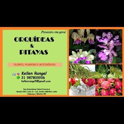 Amo orquídeas e pitayas