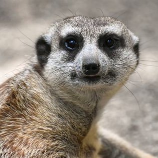 MeerkatAlerts Profile Picture