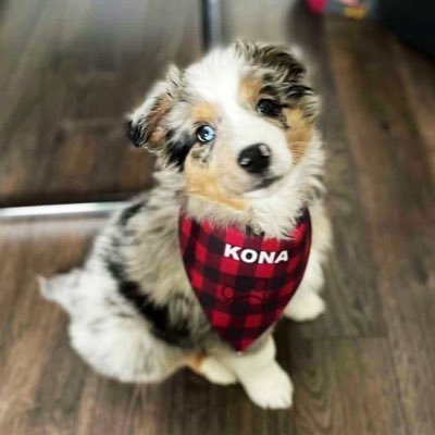 ⛰️ Australian Shepherd Boy ⛰️ Exploring the world one adventure at a time ⛰️ 11-27-2020 ⛰️ Canada 🇨🇦