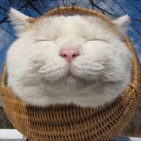 ぴよ彦 (@xf5) 's Twitter Profile