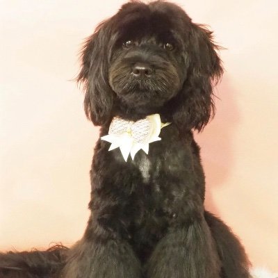 keikosun9's profile picture. ペットやグルメに興味ありです！
あ！snowman推しです！