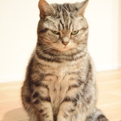 fukuokamenta's profile picture. 