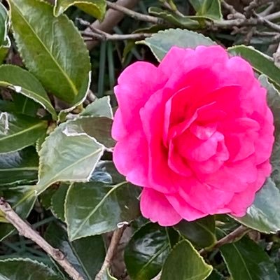 kirikirimaisuwa's profile picture. 