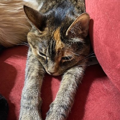 CatLoveandHate's profile picture. Cats love to love and love to hate! Here's just a few examples of what, who, and how!