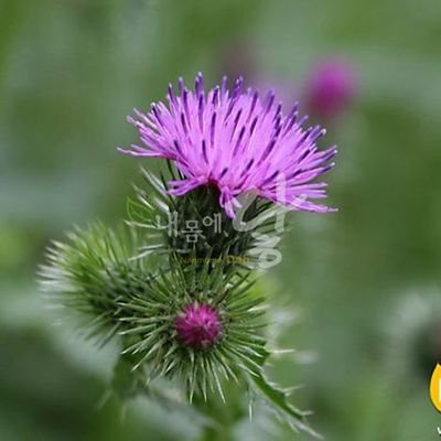 jonyulkim's profile picture. All in Tesla