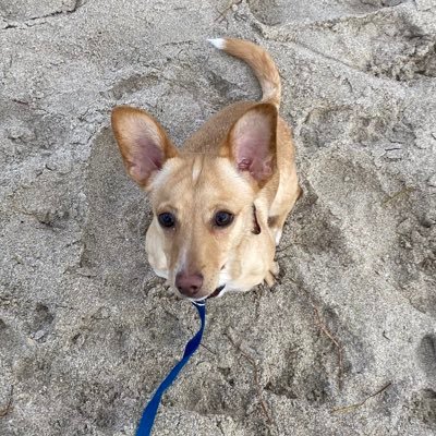 bello_megan's profile picture. 