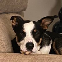 gingerlybold (@gingerlybold1) 's Twitter Profile