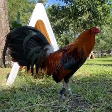 Defensor de mi Nación, Anti Motagua , Madrid y Cachurecos
