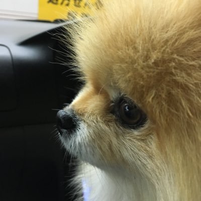 mezzo930N's profile picture. 働く人が報われる世の中になりますように。配偶者扶養控除、年金3号廃止希望。