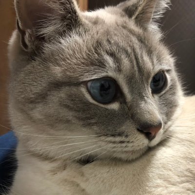 ニッカタさんのプロフィール画像