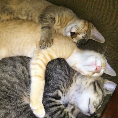 Grape Hiro 今日2 1未明 八街で赤い首輪をつけた甲斐犬 中型犬 全身黒虎毛で胸の白い毛が目立つオス 画像はそのコではなくイメージ画像です が逃げてしまい 行方不明だそうです 名前は カイ くん 見かけた方は八街幹部交番まで ご一報をお願いします Grape Hiro 今日2 1未明 八街で赤い首輪をつけた甲斐犬 中型犬 全身黒虎毛で胸の白い毛が目立つオス 画像はそのコではなくイメージ画像です が逃げてしまい 行方不明だそうです 名前は カイ くん 見かけた方は八街幹部交番まで ご一報をお願いします