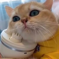 ちょここ (@chococo_xx) 's Twitter Profile