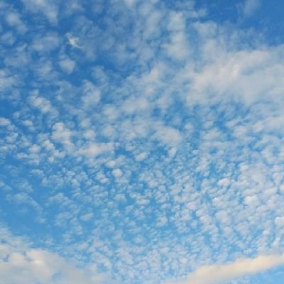 canisMajor000's profile picture. 高校3年生。日本の農業の在り方に疑問を持ち、何かしらの形でよりよいものに変えていきたいと模索中。生産者と消費者の距離を縮めていきたい。