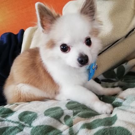 sb0227fz's profile picture. チワワ3匹飼ってるサリケンマロンです🐶🐶🐶
趣味は競馬🐎、野球観戦⚾、ゴルフ⛳お酒🍻です😊
みんなのTwitterに👍を日常ルーティンにしてます✨
気軽にフォローして頂ければ、光栄です❣️