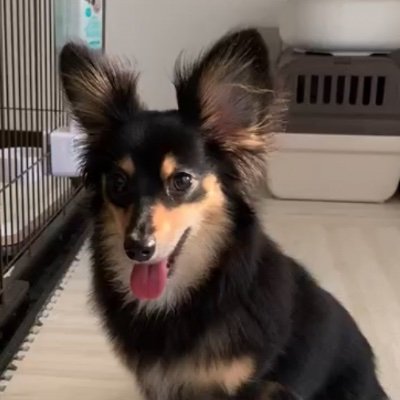 take_manmaru's profile picture. まんまる薬局の犬です🐶薬剤師免許は持ってます✍️

在宅こそ薬剤師が力を発揮できると考え、薬剤師歴ずーっと在宅に関わっております！

サッカー好き⚽️漫画好き📕酒好き🍺

2016年北里大学薬学部卒/2018年まんまる薬局立ち上げ

🙆‍♂️ボランチってなに？→（https://t.co/0tsa5bVJ3I)