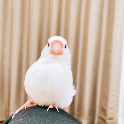 黒猫の飼っている文鳥 本日のベストショット ぎゃるぎゃる怒りすぎて口の中丸見え雨氏 文鳥 文鳥好きと繋がりたい 怒り 文鳥 怒りすぎ