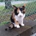 野良猫(=^ェ^=) (@noraneko5625) Twitter profile photo