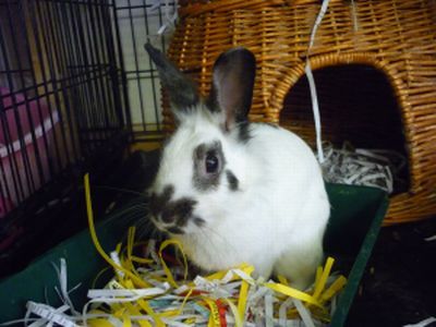 PawsHereShelter's profile picture. Paws Here is a small pet rescue in the Morningside area of Edinburgh.
We rely entirely on donations and volunteers, and are a strictly no-kill shelter.