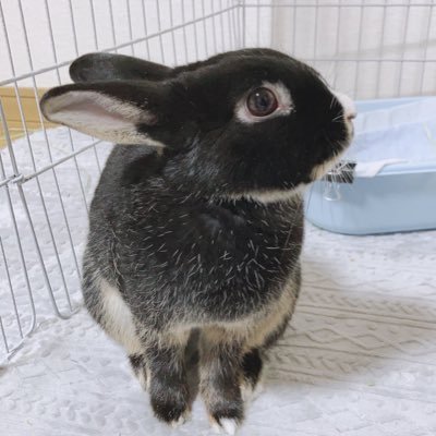 うさぎのやよい على تويتر やりたい放題やっちゃん