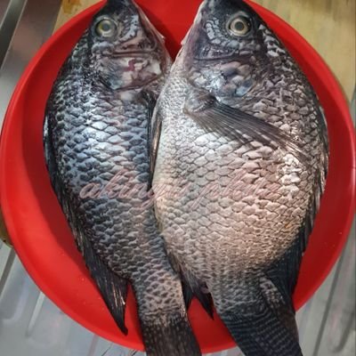 FRESH FISH from Nam Lolwe
DELIVERIES EVERYWHERE at a fee.
Call 0723908164 to order/RSVP.
Lunch orders by 11am.Dinner by 5pm.
https://t.co/9BuFMj5OyA