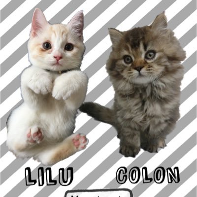 リルとコロンのにゃんだふるらいふ Lilucolon Twitter