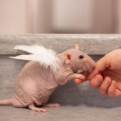 ExoticDirect's profile picture. The official Twitter account for ExoticDirect pet insurance. Our offices are open 9am-5pm Mon-Fri.