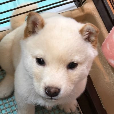 白柴犬ロイくん、誕生日R2.11.21、R3.1.30〜家族になりました🐕🥰フォロー歓迎、無言フォロー失礼します👏🏻