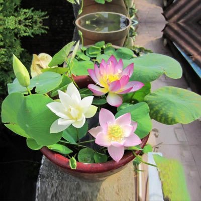 DoorJakin's profile picture. กีฬา ความบันเทิง