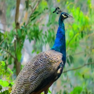 The last survivor near Bengaluru - a small patch of pristine, serene, natural forest.

pls sign to support retaining it as a forest
https://t.co/1j9I5sGGM3