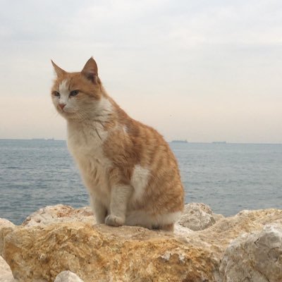 hayatezgisi's profile picture. ...