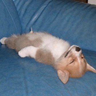 Viszie's profile picture. Kyokai no potato