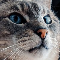 CEO of Antifa (@crazyweemonkey) 's Twitter Profile Photo CEO of Antifa (@crazyweemonkey) 's Twitter Profile Photo