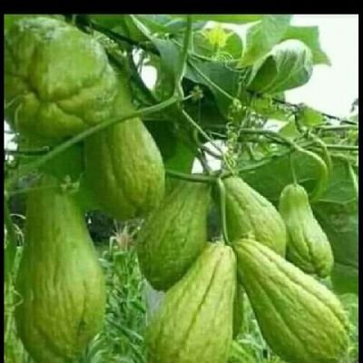 WydensFLEURINO1's profile picture. Agr Wydens FLEURINORD