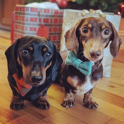 Mini choc & tan dachshund. Originally from West Yorkshire. Love bed, walks and tummy rubs! Less keen on Bro Oscar stealing my bed.