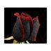 serkan (@serkan74869751) Twitter profile photo serkan (@serkan74869751) Twitter profile photo