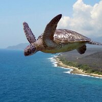 MatRogers (@flyngturtle) 's Twitter Profile