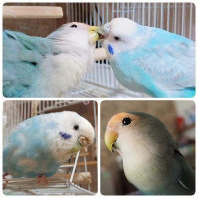 rin & piyoのプロフィール写真
