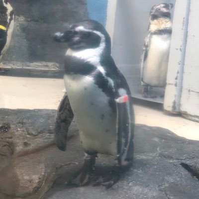 ryousuke1237's profile picture. 好きな花はハイビスカス。好きな動物はシーサーで好きなファッション花笠。整体出来ます。 下手だけどソロでエペやってるおじ。 パートナー無 Like:車、バイク、ペンギン、お肉、お魚。 #apex #裏垢 #繋がりたい #雑談 #沖スロ #ポーカー #Darts #整体