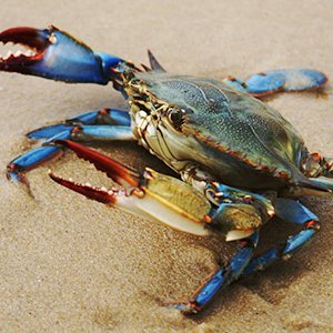 mechasharkfin's profile picture. 