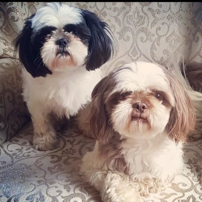 Tricia91912112's profile picture. Proud Union Wife💍 Dog Mom 🐶 Antique Fanatic🎀 Gardener🌼 Godmother 👧🏼 Aunt x5 👑