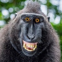 Chesi (@chesi_bs) 's Twitter Profile